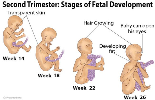 Pregnacy in Zimbabwe - Second Trimester